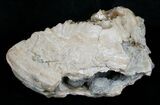 Crystal Filled Fossil Clam - Rucks Pit, FL #5536-2